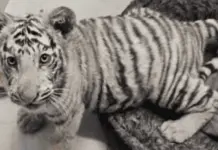 Cateo en Nogales y aseguramiento de drogas, arma y tigre