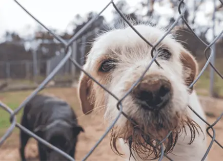 PVEM en Senado pide actualizar NOM para medicamentos veterinarios