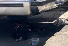 Piden atender caso de maltrato a un perro en Cactus