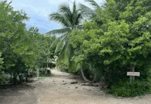 Denuncia de ecocidio en Sisal por destrucci&oacute;n de manglar