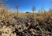 SLP, entre los estados con m&aacute;s municipios con sequ&iacute;a: Conagua
