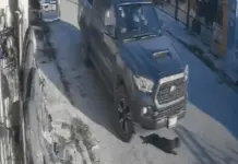 Indignación por acto de crueldad animal en Yucatán Indignación por acto de crueldad animal en Yucatán