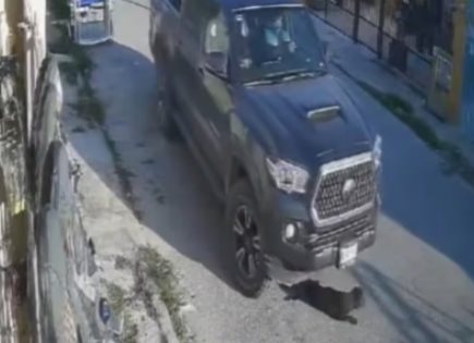 Indignación por acto de crueldad animal en Yucatán
