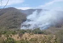 Activos, cinco incendios forestales en municipios Activos, cinco incendios forestales en municipios