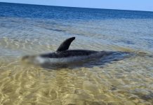 Hallan delf&iacute;n encallado en la costa yucateca