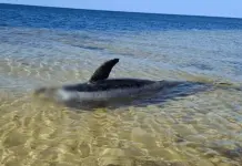 Hallan delfín encallado en la costa yucateca Hallan delfín encallado en la costa yucateca