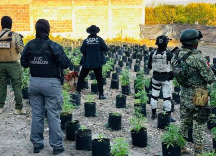 Aseguran Cultivo de Marihuana en Operativo en Morelos
