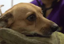 Investigación sobre envenenamiento de animales en Yucatán Investigación sobre envenenamiento de animales en Yucatán