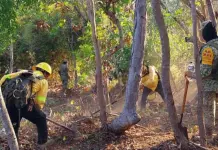 Incendios Forestales Activos en Oaxaca