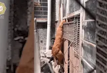 Emotivo Rescate de un Perro Atrapado en una Reja Emotivo Rescate de un Perro Atrapado en una Reja