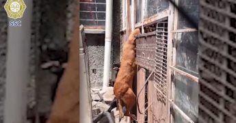 Emotivo Rescate de un Perro Atrapado en una Reja