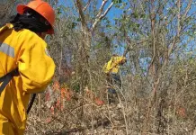 Activos, tres incendios forestales; suman 11 durante 2025 Activos, tres incendios forestales; suman 11 durante 2025
