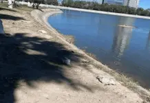 Denuncian muerte de patos en el Parque Tangamanga; autoridades guardan silencio