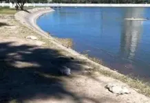 Sin respuesta, muerte de patos en Tangamanga I Sin respuesta, muerte de patos en Tangamanga I