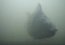 El éxito del timbre para peces en Utrecht