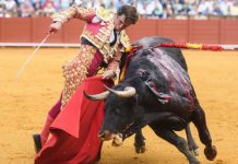 Prohibición de corridas de toros en CDMX: Los animales terminarían en el rastro, advierte empresario taurino Prohibición de corridas de toros en CDMX: Los animales terminarían en el rastro, advierte empresario taurino