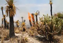 Arden cactáceas a orillas de carretera Arden cactáceas a orillas de carretera