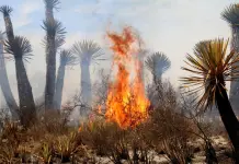 Foto del día | Incendio forestal en Soledad