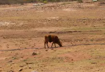 Reporta Conagua 11 municipios en condiciones de sequía anormal Reporta Conagua 11 municipios en condiciones de sequía anormal