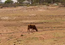 Sequ&iacute;a afecta a 11 municipios: CNA