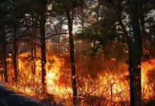 Carolina del Norte y del Sur en estado de emergencia por incendios forestales Carolina del Norte y del Sur en estado de emergencia por incendios forestales