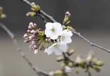 La agencia meteorológica de Japón anuncia el inicio de la floración de los cerezos en Tokio La agencia meteorológica de Japón anuncia el inicio de la floración de los cerezos en Tokio