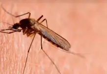 Aumenta 205% el dengue en SLP