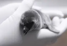 Nace ping&uuml;ino de Humboldt en el Aquarium del Puerto de Veracruz