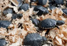 Profepa rescata 320 crías de tortuga pavo real en la autopista México-Puebla Profepa rescata 320 crías de tortuga pavo real en la autopista México-Puebla