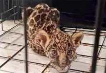 Denuncia de Ambientalistas por Venta de Jaguar en Oaxaca