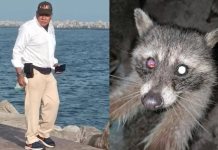 Denuncian maltrato animal en Playa Miramar: mapaches atacados con qu&iacute;micos