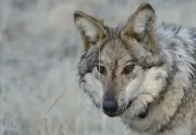 Mascotas robadas y muertes de ganado atribuidas a lobos generan alarma en Nuevo México Mascotas robadas y muertes de ganado atribuidas a lobos generan alarma en Nuevo México