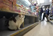 "Gatos de almacén" conquistan a consumidores pese a que su presencia viola regulaciones
