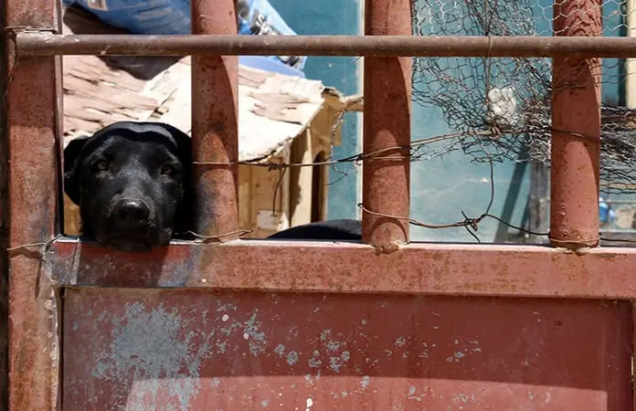 Plantean hasta 8 años de cárcel por maltrato animal