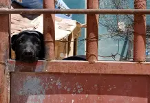 Plantean hasta 8 años de cárcel por maltrato animal