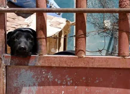 Plantean hasta 8 años de cárcel por maltrato animal