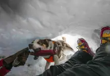 El papel crucial de los perros en situaciones de emergencia en la nieve