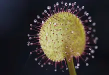 Plantas carn&iacute;voras en exhibici&oacute;n atraen a visitantes en Colombia