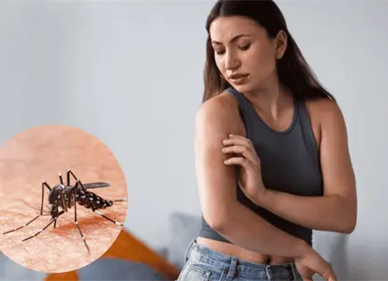 &iquest;C&oacute;mo evitar que los mosquitos entren a mi hogar?; trucos efectivos