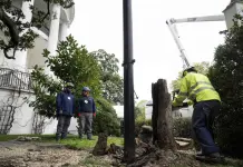Reemplazo del árbol histórico en la Casa Blanca