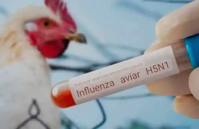 Detectan gripe aviar en gaviotas de playa de Tamaulipas