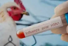 Detectan gripe aviar en gaviotas de playa de Tamaulipas