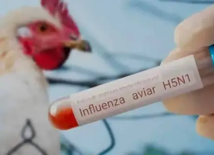 Detectan gripe aviar en gaviotas de playa de Tamaulipas