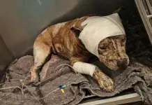 Dan prisi&oacute;n preventiva a tres acusados por caso de "Hope"