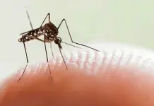 Reporta Ssa baja en casos de dengue; suman 202 en 2025