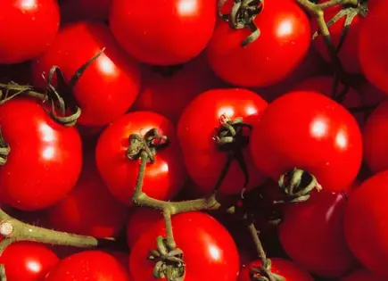 Posible arancel al tomate de México preocupa a Esteban Moctezuma