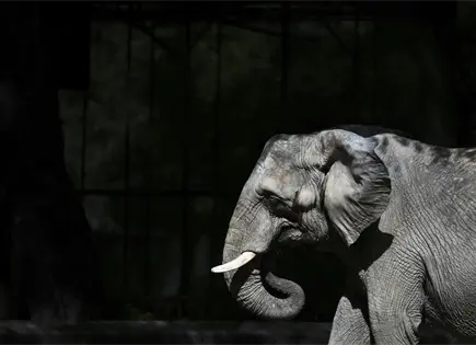 Zool&oacute;gico de El Bronx eval&uacute;a el futuro de la elefanta Patty