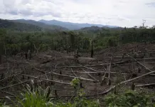 Enmienda a ley en Perú provoca temores de destrucción en la selva amazónica Enmienda a ley en Perú provoca temores de destrucción en la selva amazónica