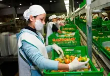 "Tomatazo" de Trump sí le pegaría a San Luis "Tomatazo" de Trump sí le pegaría a San Luis