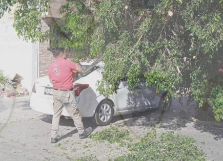Cae árbol sobre automóvil en SCOP